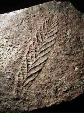 janewevans's tweet photo. Wonderful night #bdt2017
As a palaeontologist inspired by Sir David #Attenborough, honour 2B here. Memory of Dr Trevor Ford #Charnia #Tilton https://t.co/4K0oZpoFeD