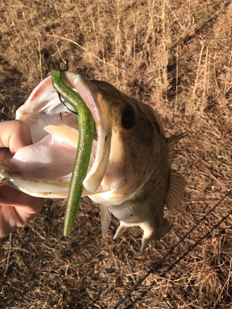 Backwoods_Bass's tweet photo. Using a weightless Senko for pond bass is a guaranteed good day https://t.co/VRchEtObpO