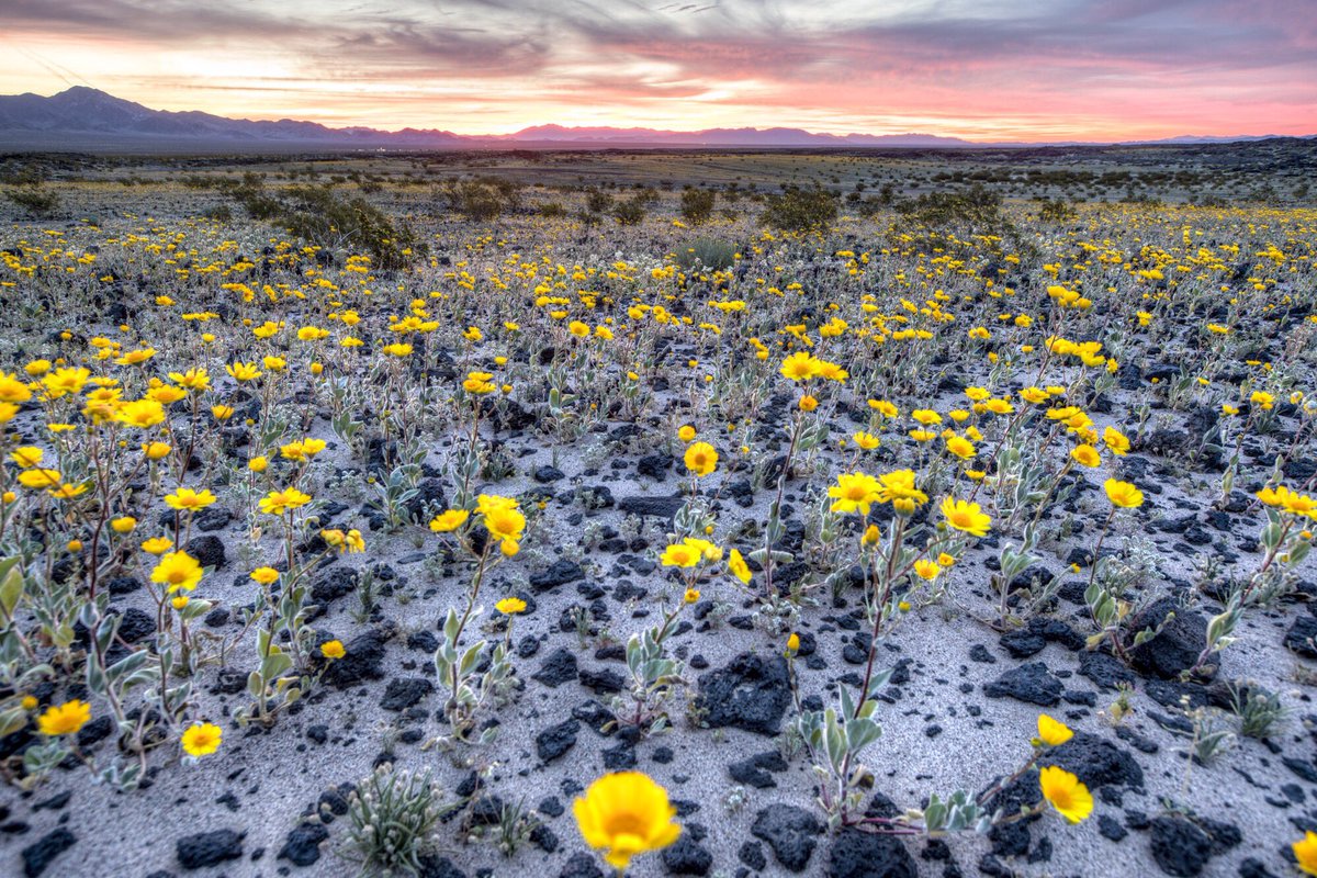 Yellow flowers rise up out of the desert floor with a pink and yellow aky