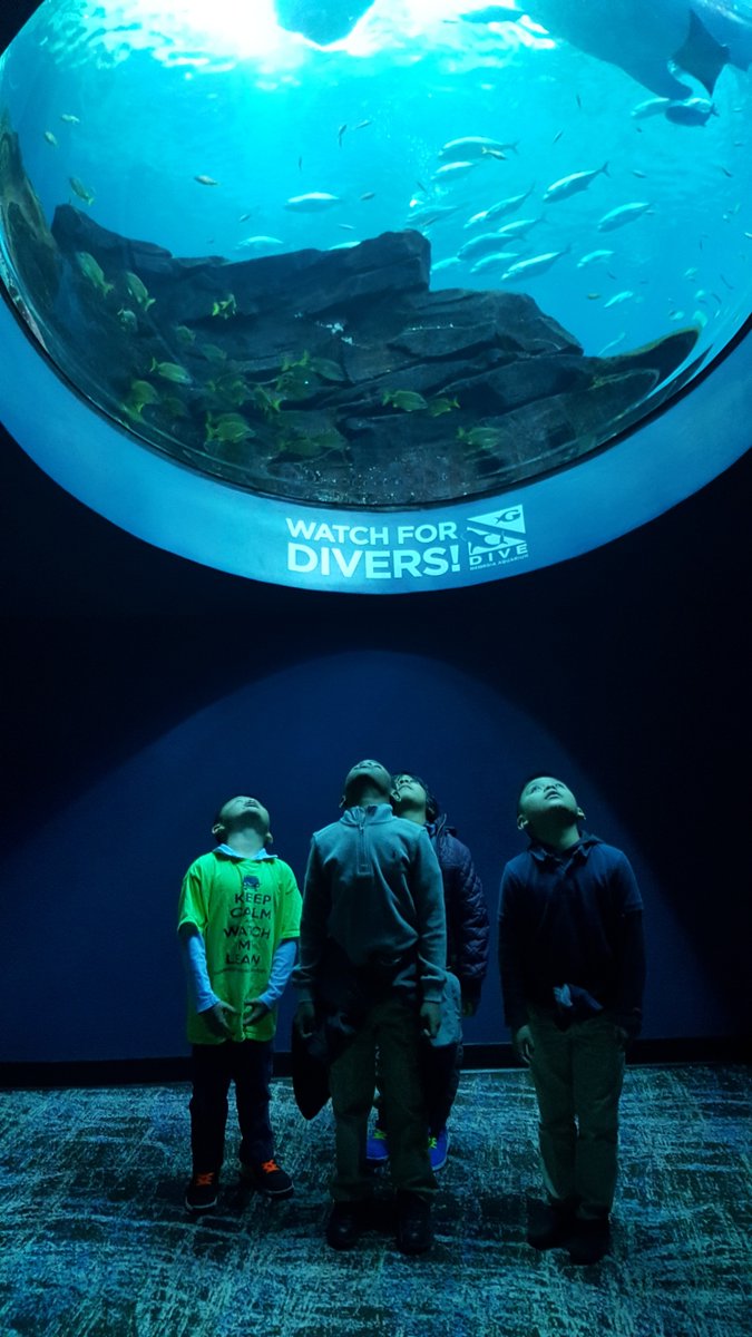 FlorM_SSCMS's tweet photo. My fantastic 4 enjoying the GA Aquarium! And a very friendly scuba diver!!!! @DSES_MsCormier @DunwoodySprings https://t.co/ulz64AB8ft