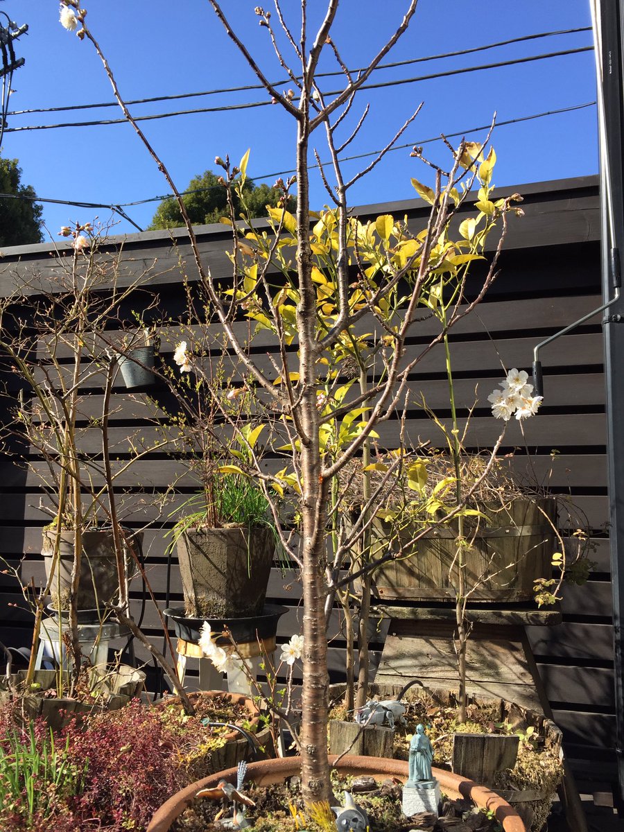 情景師アラーキー 荒木さとし I Love ガーデニング 我が家のベランダの桜の鉢植えが開花 ソメイヨシノよりもちょっと早い開花の種類です 5月になると甘 いさくらんぼが成るのが楽しみ