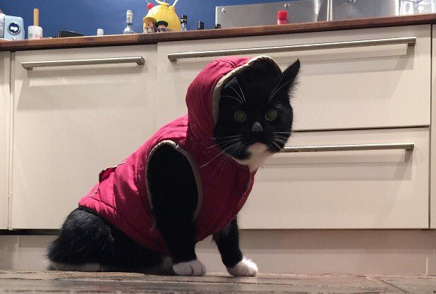 The Brizness tweet media