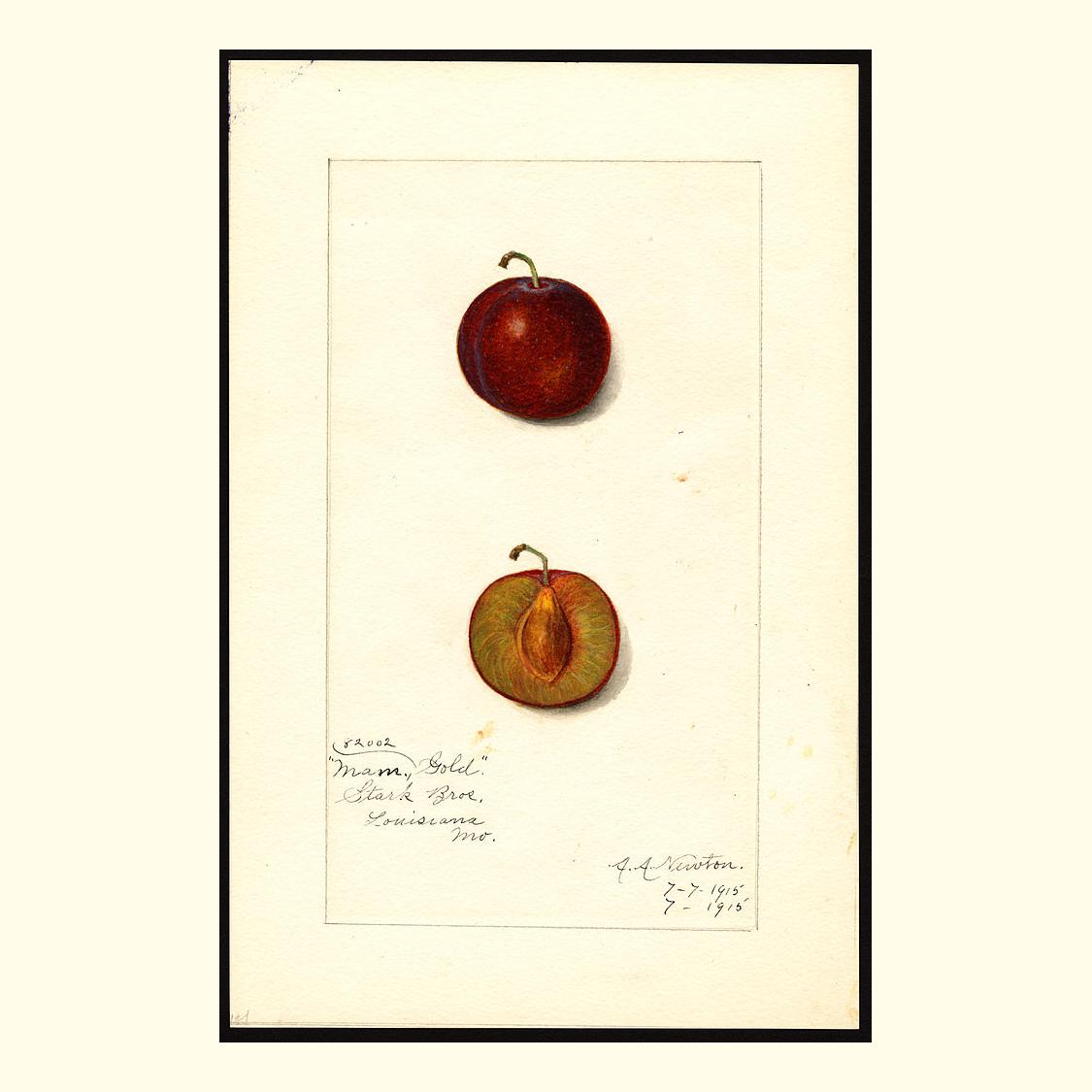 pomological's tweet photo. mammoth gold plums, painted by amanda almira newton, 1915 https://t.co/9lCyubfBoc