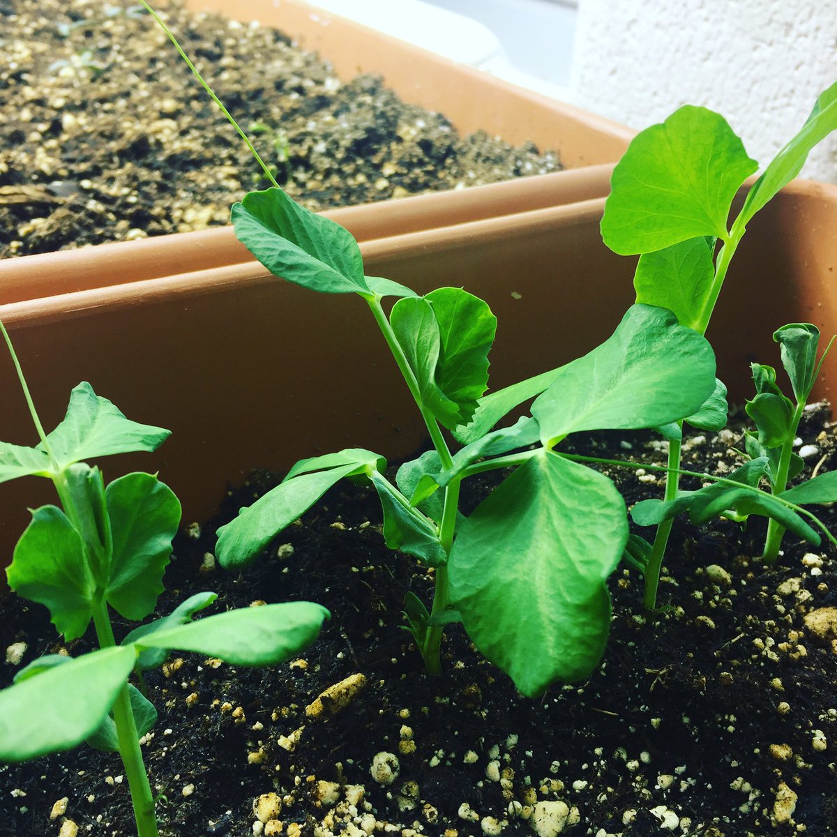 ashleyer44's tweet photo. Growing green relationships #psd70green https://t.co/ewdwToigYL