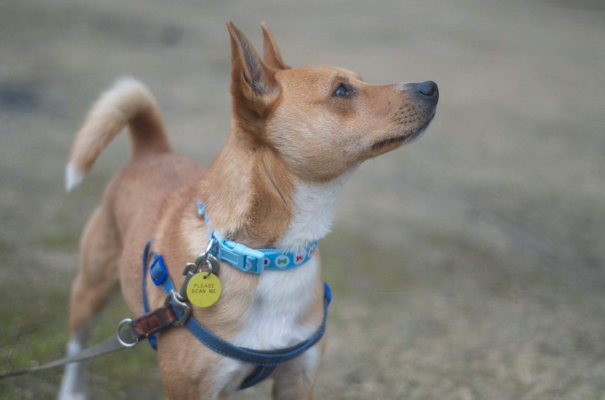 Sweet little Taz is gazing out for his forever home, is it with you? Please retweet his pic to help us!🐾❤️