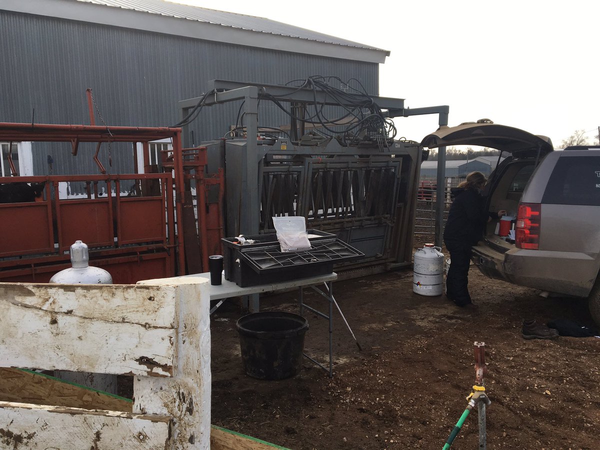 JonSchmidtDVM's tweet photo. First spring implant trip took us to Mohnen Angus. Thx for a delicious pheasant lunch and pecan pie!  2 more dates w this great operation https://t.co/T872gzyE0U