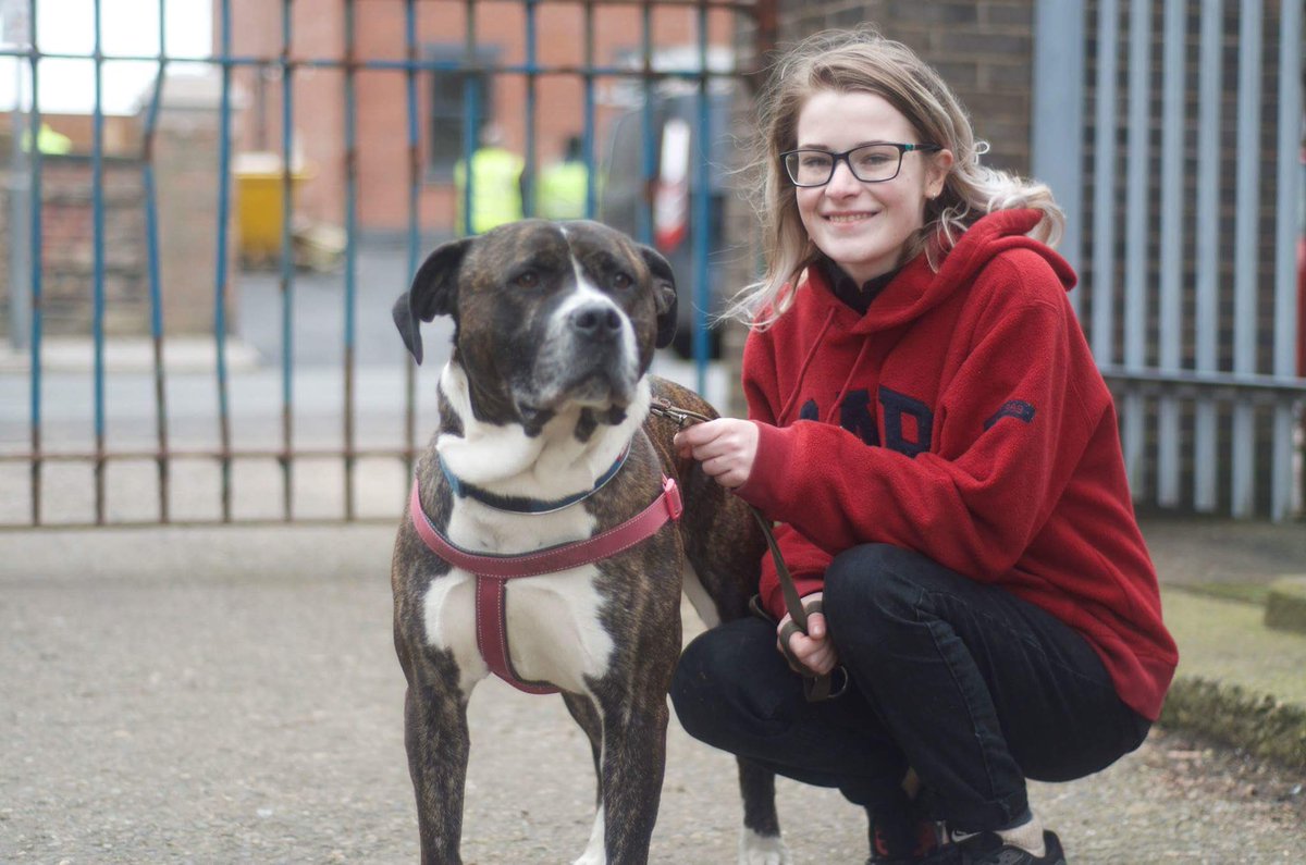 Here's our lovely Buddy arriving back from his big long walk with volunteer Megan. He is a gentle giant and such a ladies man😝🐾❤️