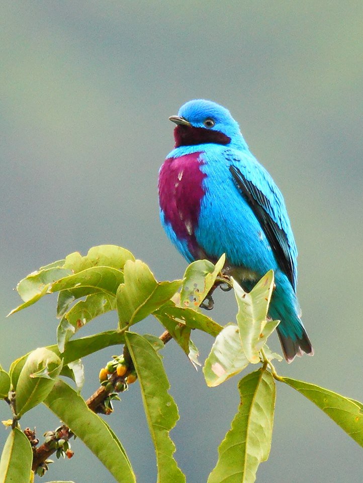 Strange_Animals's tweet photo. The aptly named 'lovely cotinga'.

(Photo: James Adams) https://t.co/Ypz3mH9j7e