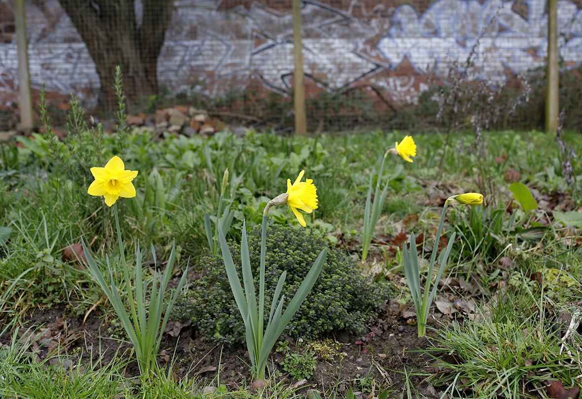 LPAP2016's tweet photo. We had a great time this morning at #LongbridgeTrainStation, join us on the 30th @ 10am to help transform the station by planting &amp; growing https://t.co/z1vfME5jkk