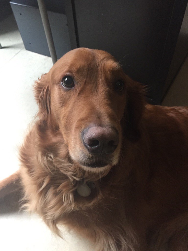 blackstarspike's tweet photo. #dogsofharmreduction https://t.co/G7nSjlrsZy