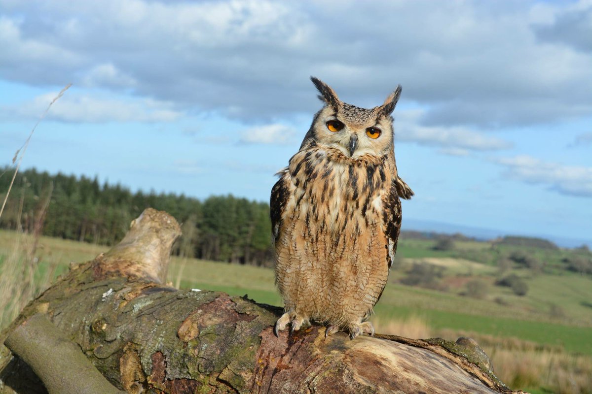 SwintonParkBOP's tweet photo. Dougal our newest addition @thebivouac, he is a Bengal eagle owl 🦉 https://t.co/kHLmhxRaR2
