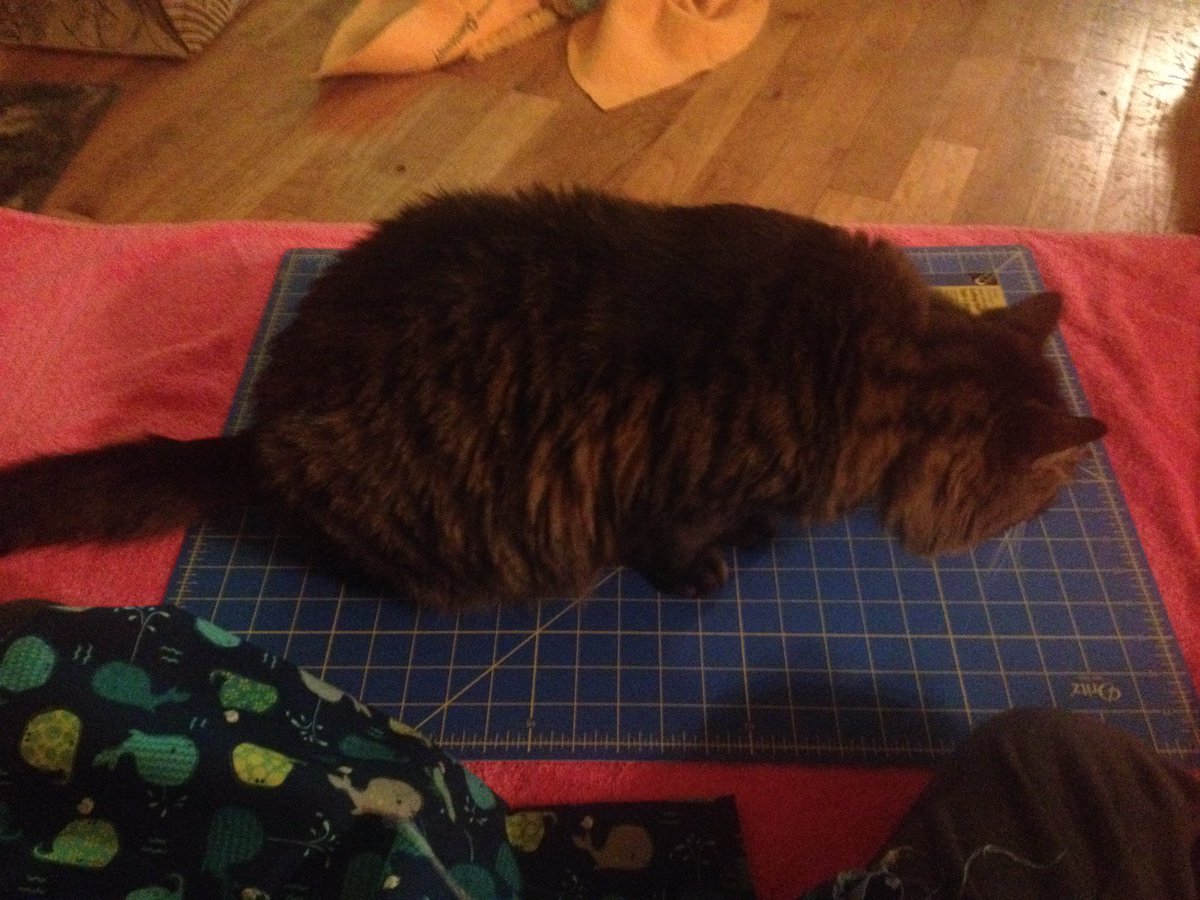 bubble_letters's tweet photo. #HowToHerdCats Try to accomplish literally anything https://t.co/OFgPjGQplD