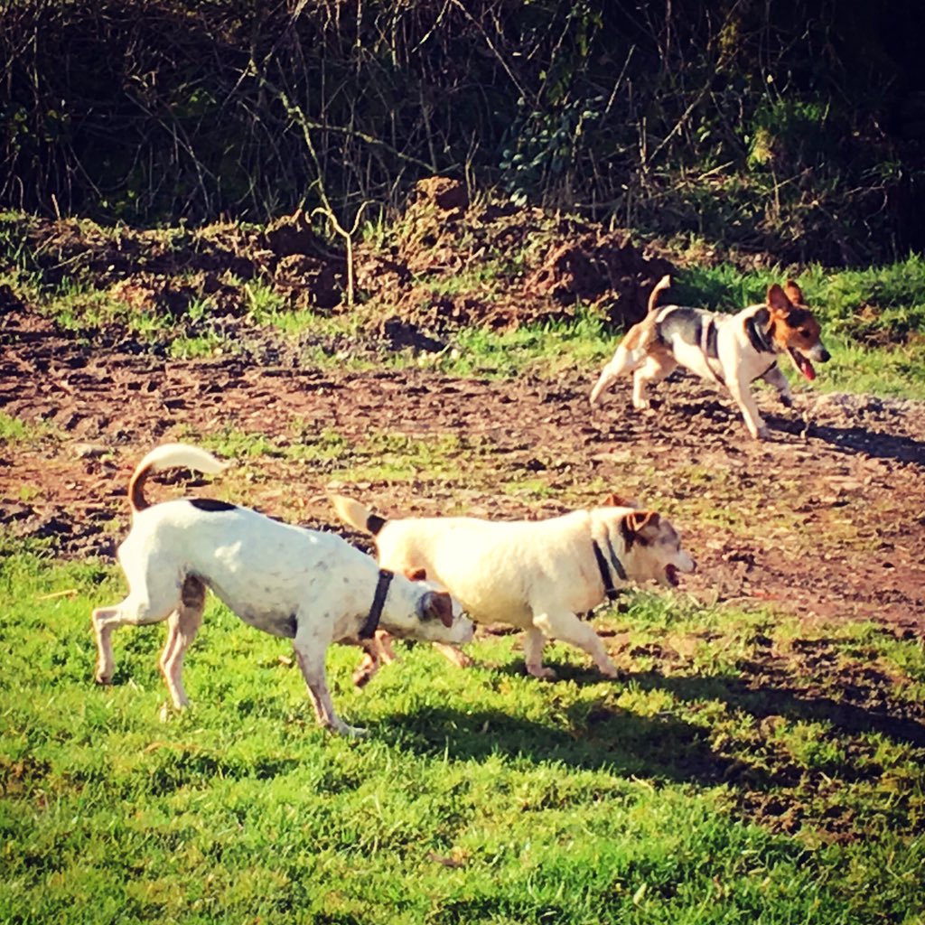 dansdogdaycare's tweet photo. And an afternoon spent with the whole Jack Pack! 😉🐶🐶🐶 #olive #lottie #daisy #jackrussells #jackpack #packofjacks #brecon #dansdogdaycare https://t.co/wWjen2bN8s