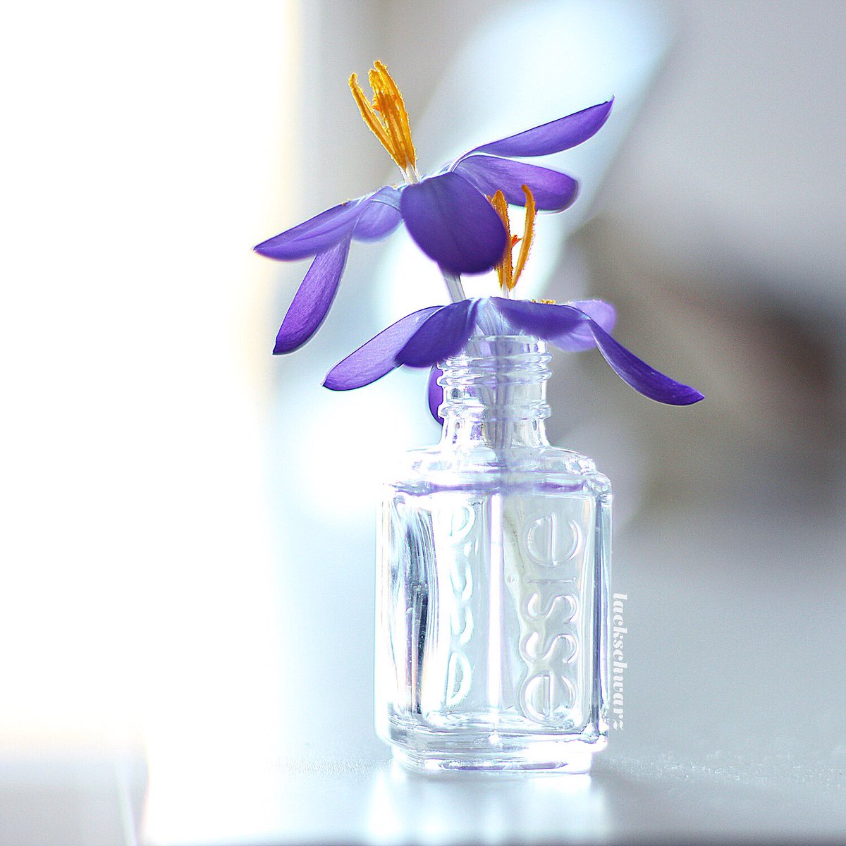 lackschwarz's tweet photo. »spring is in the air #essie #thecutest @essie @essie_DE https://t.co/hqLlIMMxfN