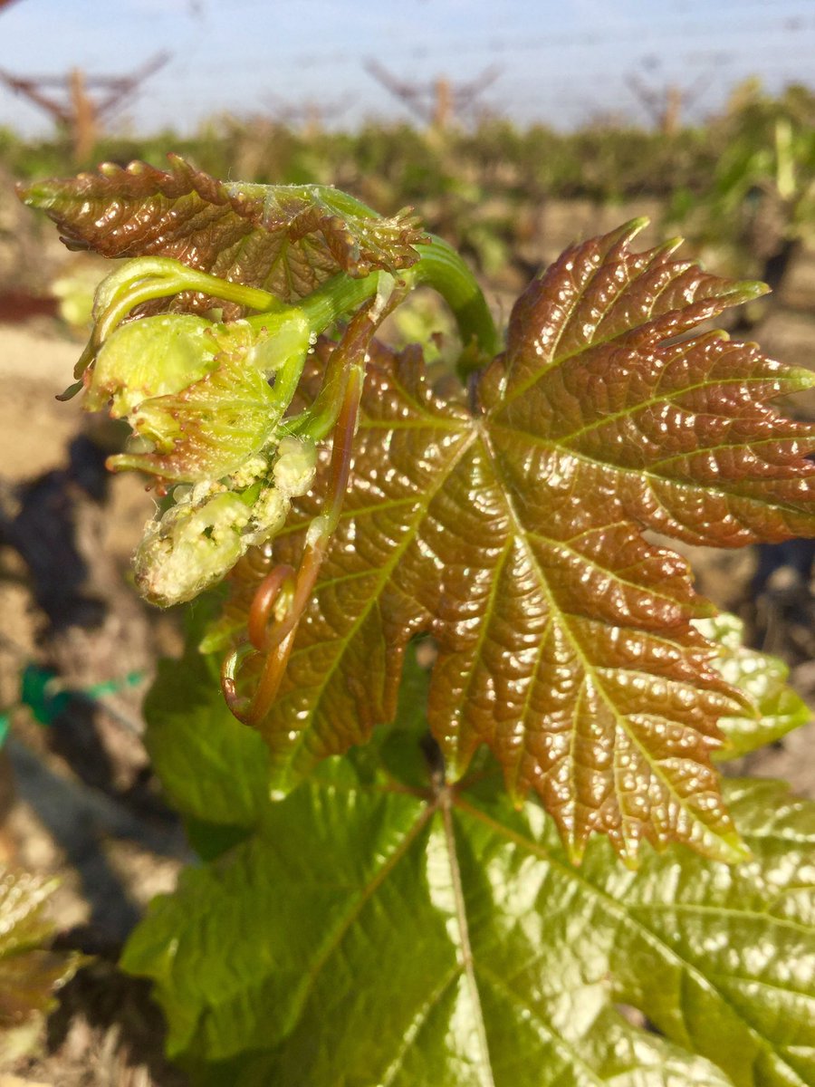 KCFBPRES2017's tweet photo. Grapes in Kern County are loving this spring day! @KernCountyFB https://t.co/t1GmHO1H7H