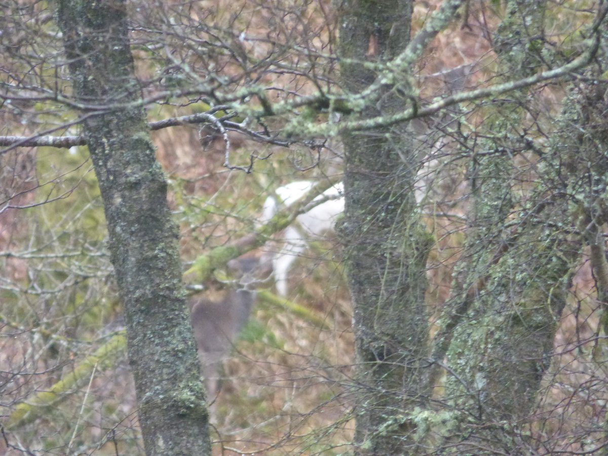 PinkfootedGus's tweet photo. Somewhat less exciting, but a lifer nonetheless. Fallow Deer on Inchcailloch, Loch Lomond. White one avoided my lens... #deerproblem https://t.co/QapLwPJ2JQ
