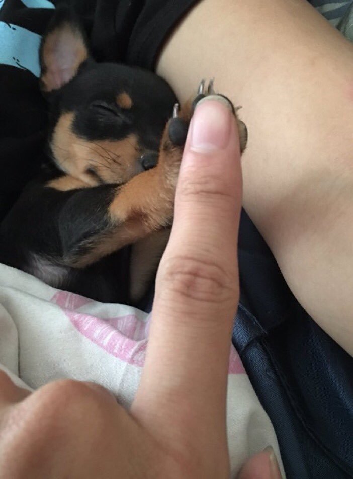 DailyiDogs's tweet photo. When u need motivational support and your puppy gotchu https://t.co/7IdtGR4nQu