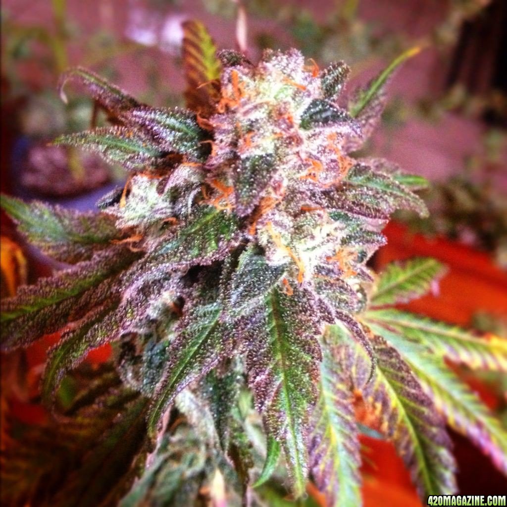 Strain: Cherry Pie
Class: Hybrid
Taste: Sweet and Berry
THC: 13-23%
*Makes you Relaxed, helps with Stress
#Weed #MaryJane #StrainoftheDay