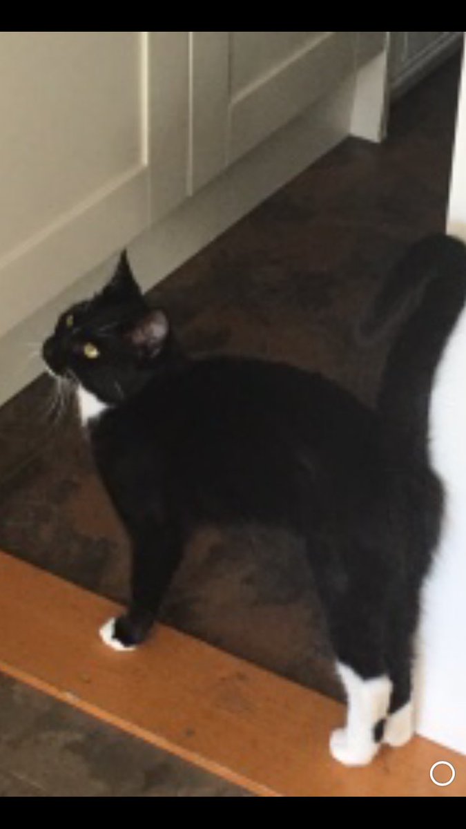 Akkyfeg's tweet image. @cuxtonbells can you spread the word for us. This little chap Walter missing from Bush Road. Please check sheds and garages 07941 463944