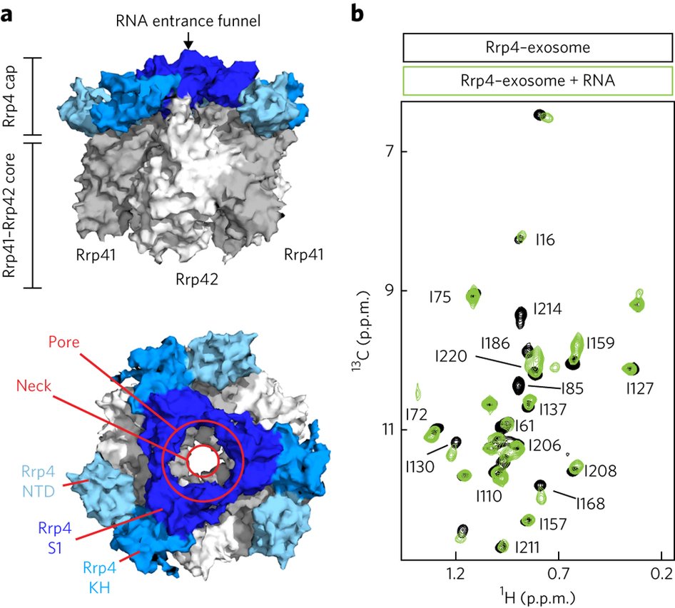 nchembio's tweet photo. NMR provides a detailed model for how the exosome cap recruits RNA to be degraded: https://t.co/Al6T9OAMLH https://t.co/UB27DRt6qq