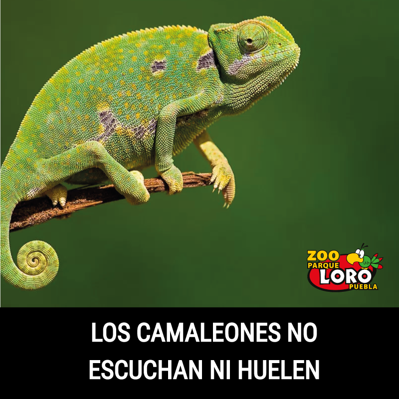 ZooParqueLoro's tweet photo. ¿Sabías esto de los camaleones? https://t.co/stOtm5FUe4