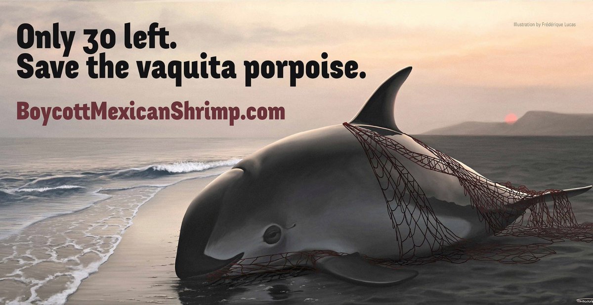 Quad_Finn's tweet photo. BOYCOTT ANNOUNCED: U.S. Consumers, Seafood Companies Urged to Boycott Mexican Shrimp to Save Vaquita Porpoise https://t.co/CiQ59vK7b2 https://t.co/EMA3SBWVoR