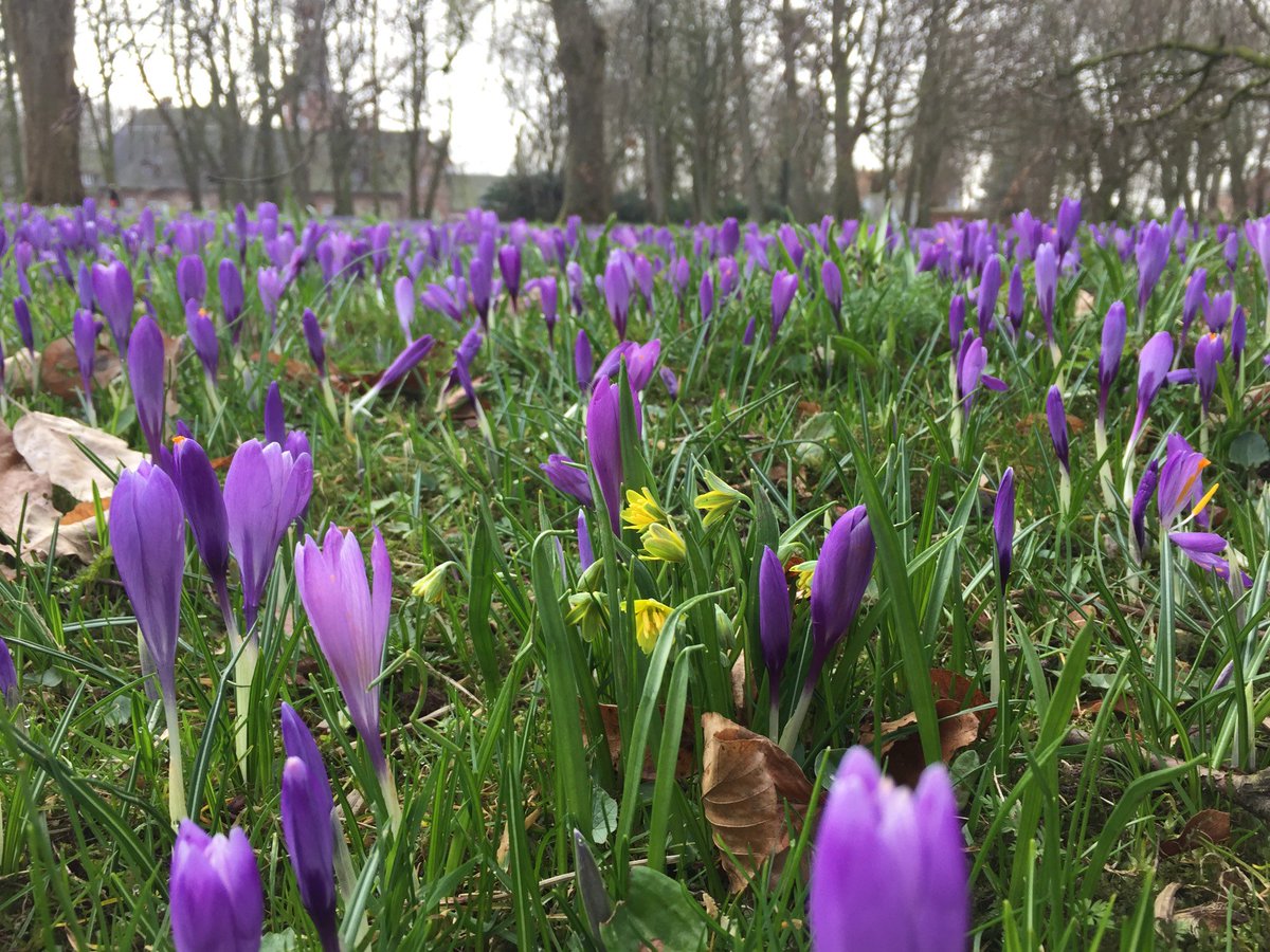MonumentStiens's tweet photo. Schlosspark Husum (D), krokussen (Crocus napolitana) zo ver het oog reikt. Én veel geelster, de eersten in bloei. Welke is het? @Geelster https://t.co/nftCyEg7es