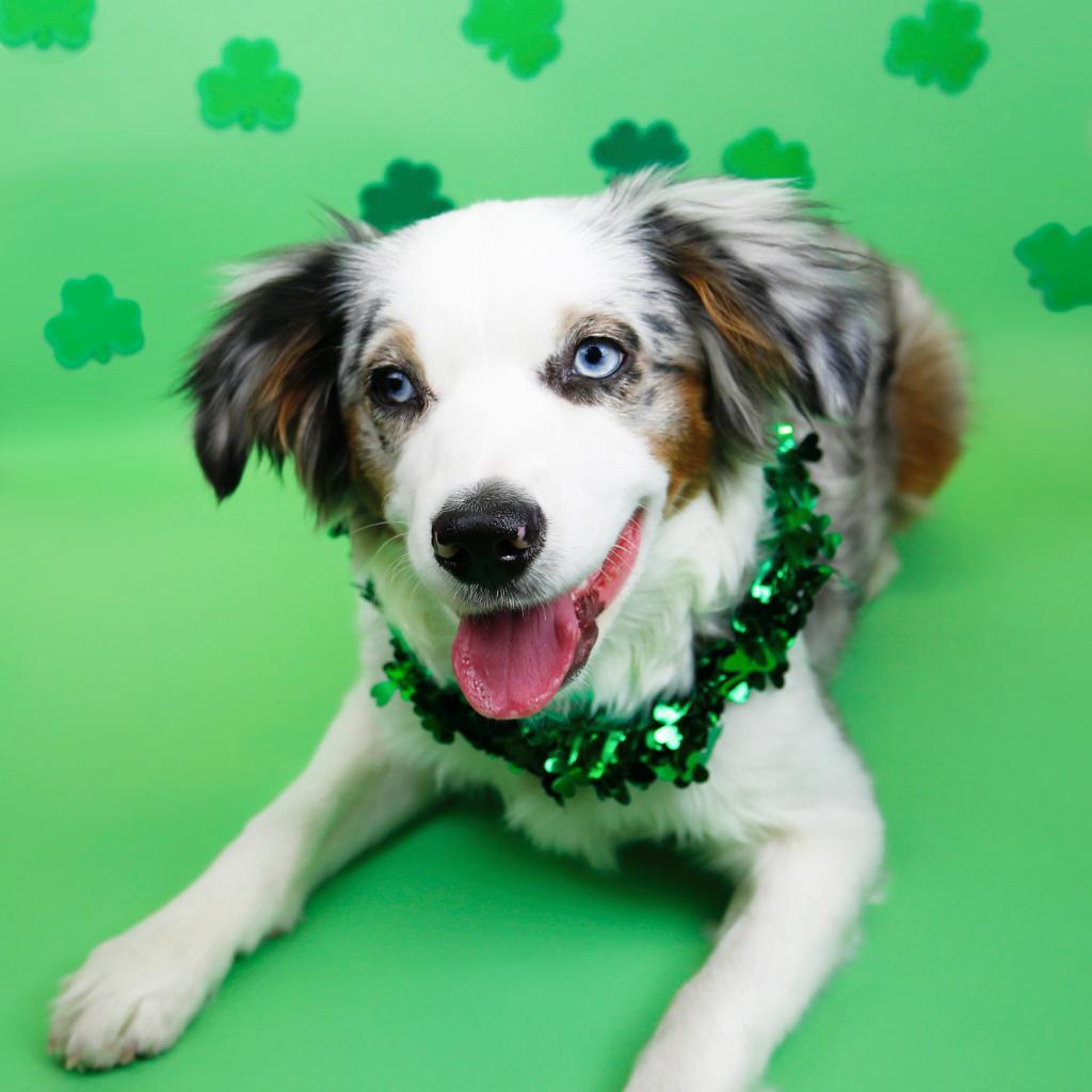 chcdoorknob's tweet photo. Just gettin' in the spirit, you know? #StPatricksDay https://t.co/BFlUPYFW5I by #amazon via @c0nvey https://t.co/FvpcRsDLj0