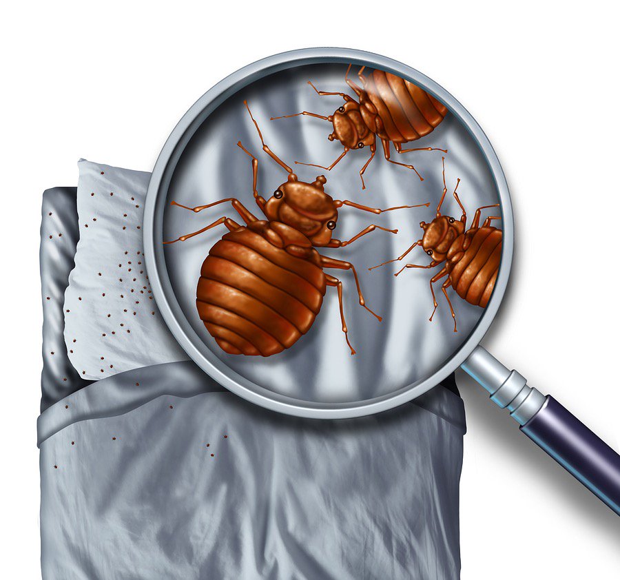 Durham NC Bed Bugs tweet media