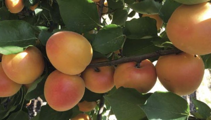 proseplan's tweet photo. Aprix® 20 variedad #albaricoque autofértil grandes y uniformes calibres, frutos de buena firmeza. Altas producciones https://t.co/tCBHRYCjNo https://t.co/6Ryu6cVpXC