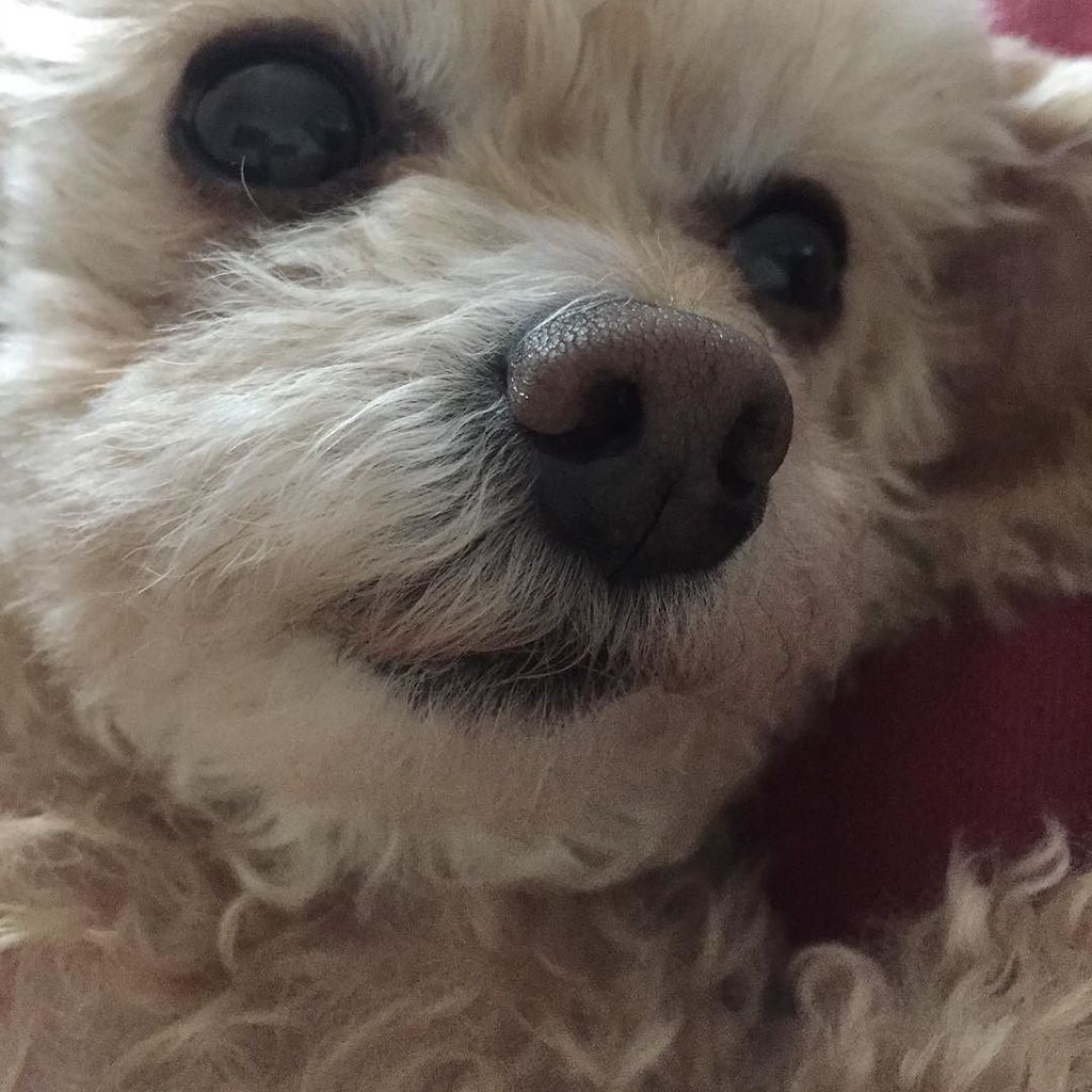 LindaKonop's tweet photo. Flawless even closeup #modestmode .
.
#closeup #apricottoypoodle #cutedog #perfection #per… https://t.co/QU7VTnwErL https://t.co/pZXk36FzCO
