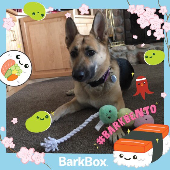 PaigeKeepin's tweet photo. She got her @barkbox today. She is having fun with the Mochi pull toy! #barkbento #lulupratley https://t.co/wwCFmsU3Xd