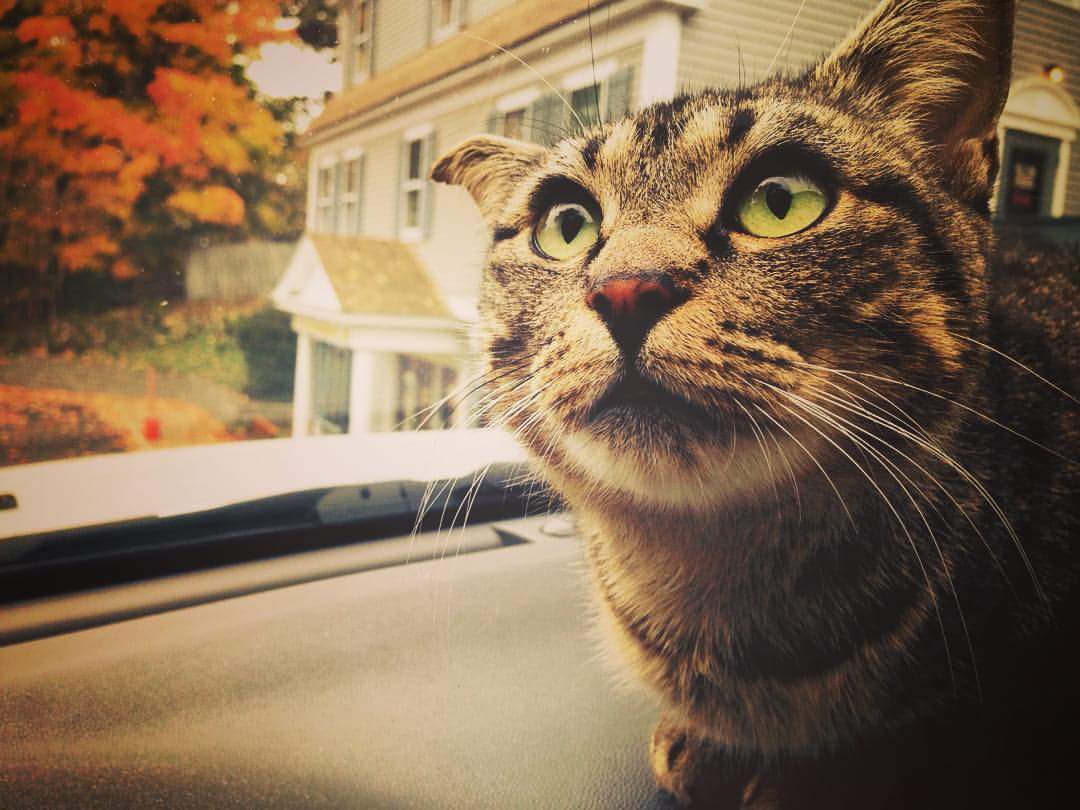 FeelingToHeal's tweet photo. @EmmaWatson if you are ever lacking in cat cuteness, I'm sure Mia would love to be of service! https://t.co/1zekNmDCwi