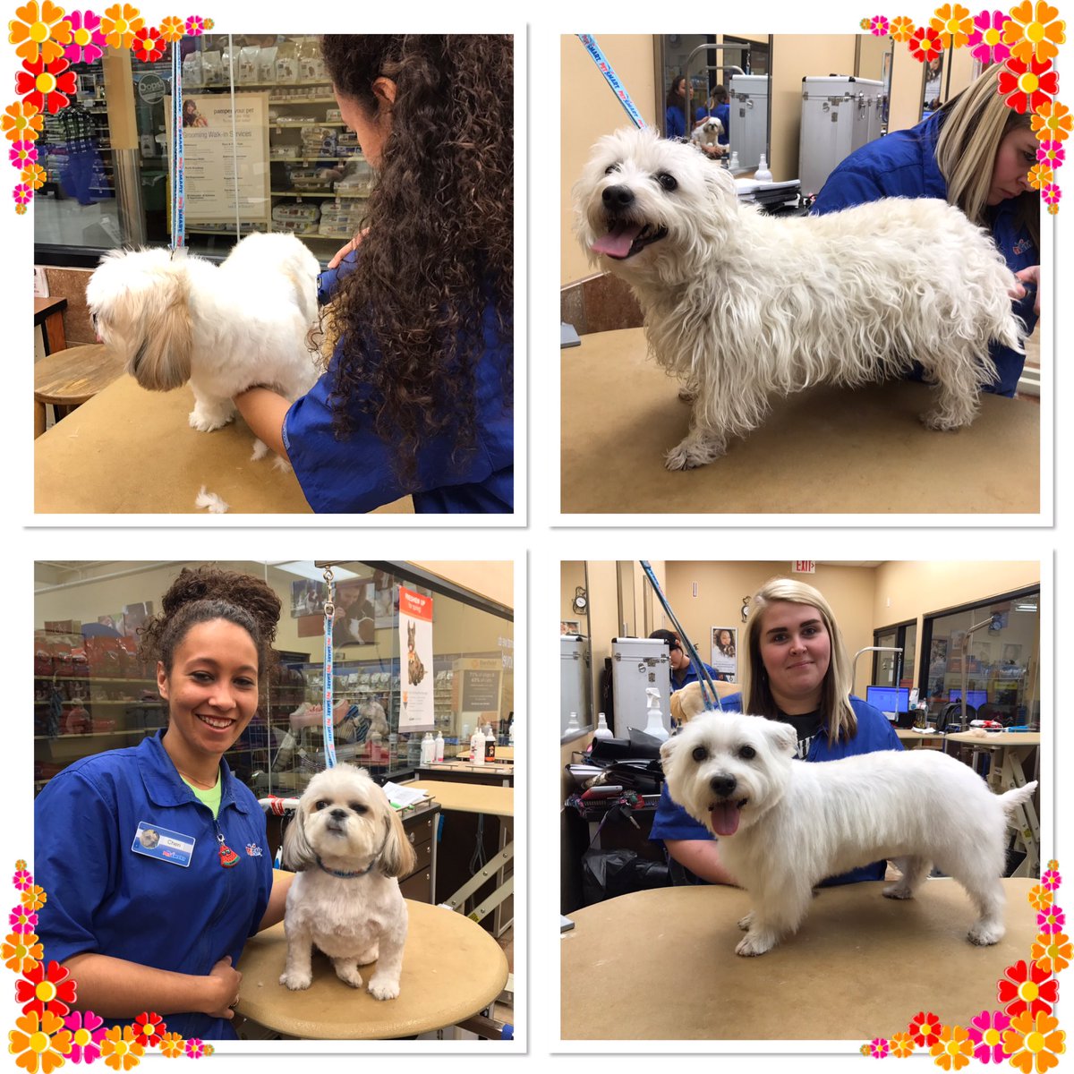 AlemanyTiffany's tweet photo. Day 3 brought us a Westie trim and CHItastic pups. @KurtD_Salons @PetSmart_DaveK @CarrieVillani #TraineesRock #CHIfordogs #standout https://t.co/llycRJhS99