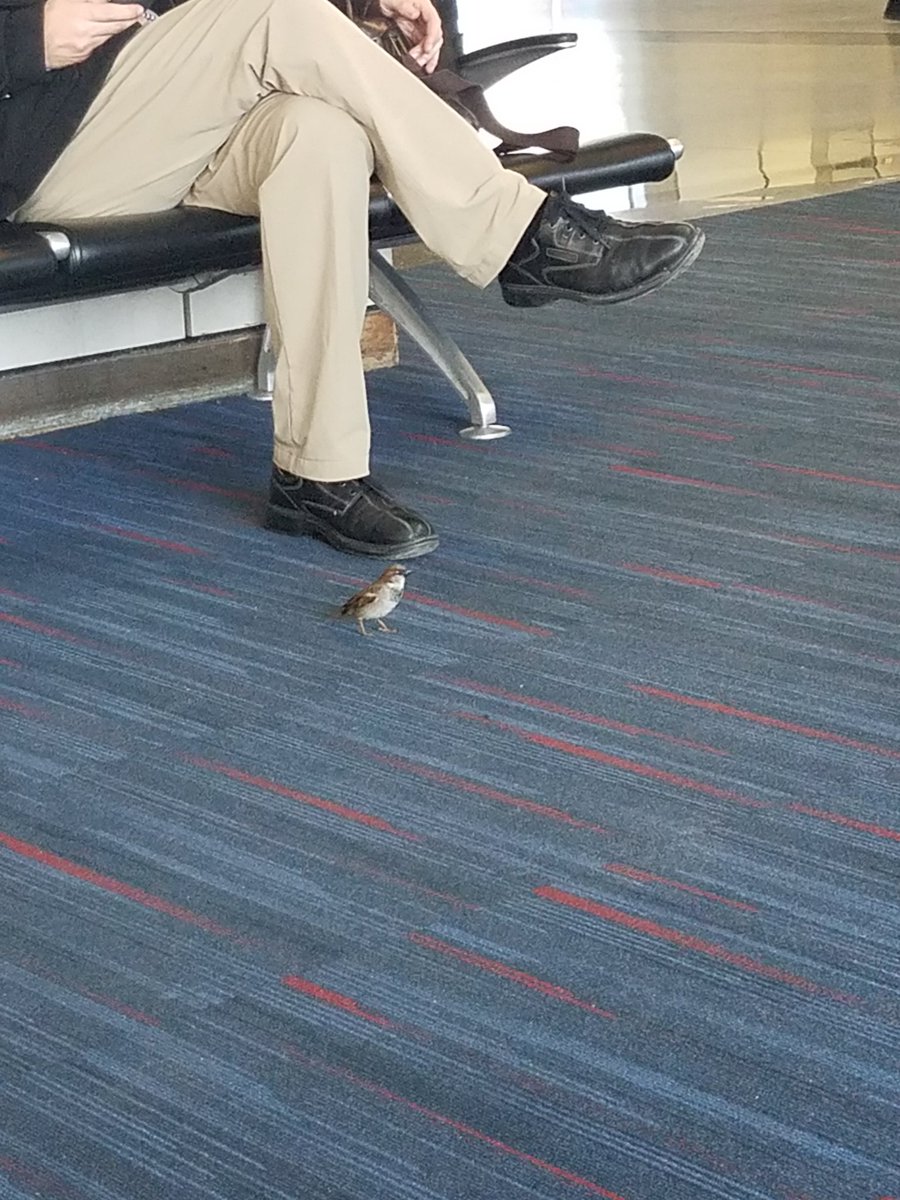 nuclearkatie's tweet photo. There is a bird at my gate and it won't stop chirping #calmdownsir #ormam #whateveryouprefer https://t.co/gREjVl5znF