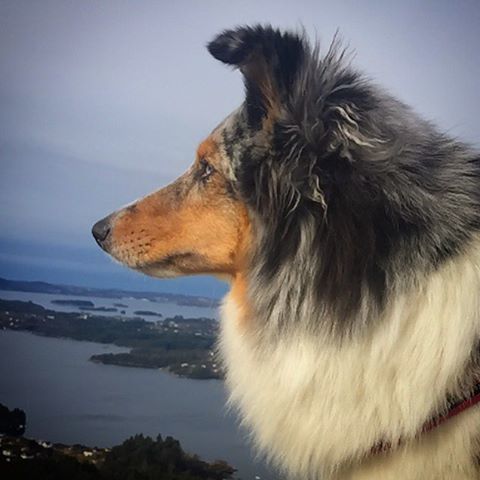 Awdogs's tweet photo. Amazing 🐶@me.and.my.shelties 💞💋⭐️ ❤️
*
*
*
*
*
*
*
#Awdogs #Awdog #Dog #Dogs #Puppy #DogsO… https://t.co/OufUVFl3DL https://t.co/kd1NdYgBbb