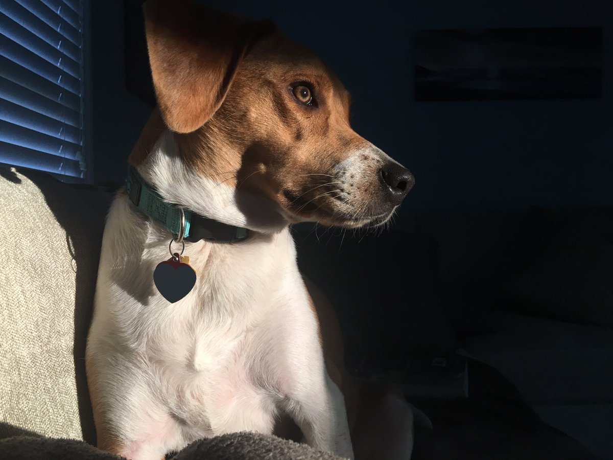 kootalin's tweet photo. idk about you, but my dog is a model #modelstatus https://t.co/EZYebbXuVC