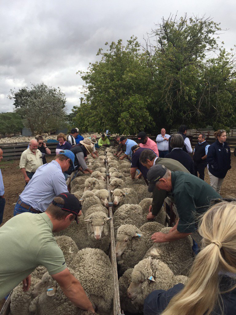 MLennan8's tweet photo. Southern tablelands flock ewe comp #taralga #crookwell #gunning #boorowa https://t.co/0TggTegYpB