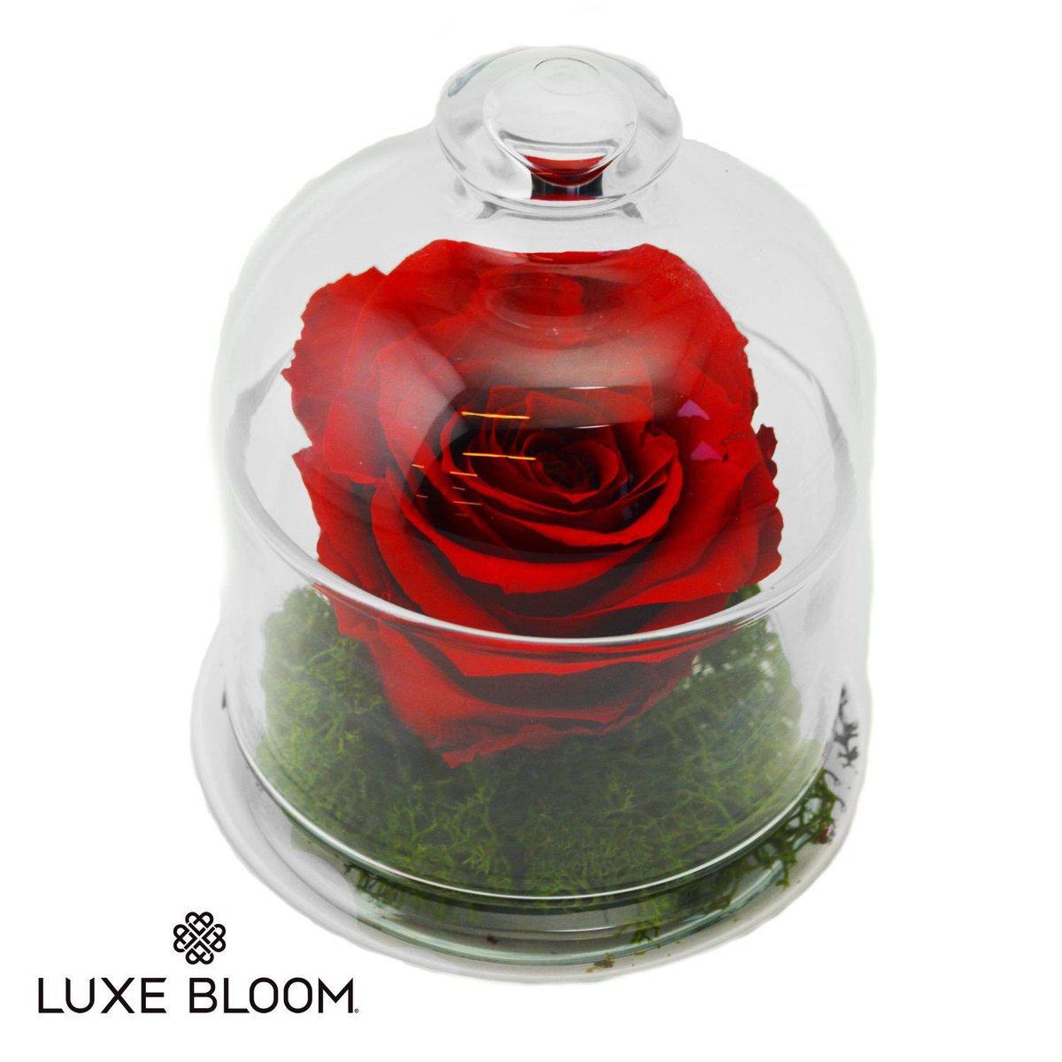 Luxe Bloom tweet media