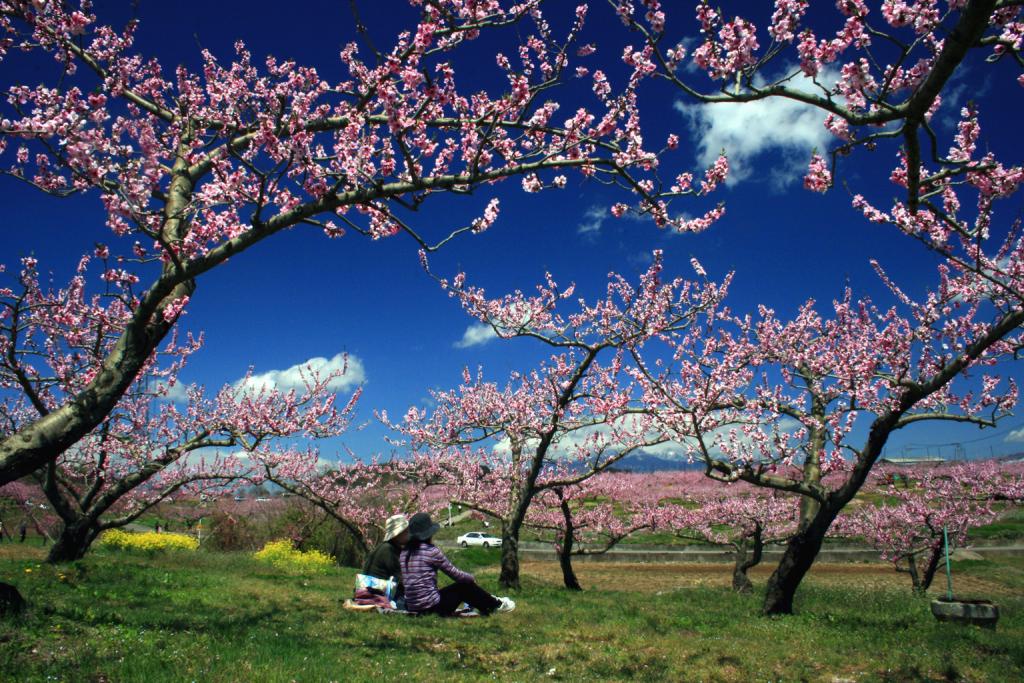 yamanashipref's tweet photo. もう少しで県内でも桜と桃の花が開花します。次のサイトでは、県内各地の桜、桃の花の見ごろ時期と開花状況を確認できます。今月下旬には見ごろを迎える場所もありますので、ぜひ皆様もお気に入りの場所でお花見の計画を立ててみてください。（KK）
https://t.co/LvN8zfGp6L https://t.co/dLvNJYxszI