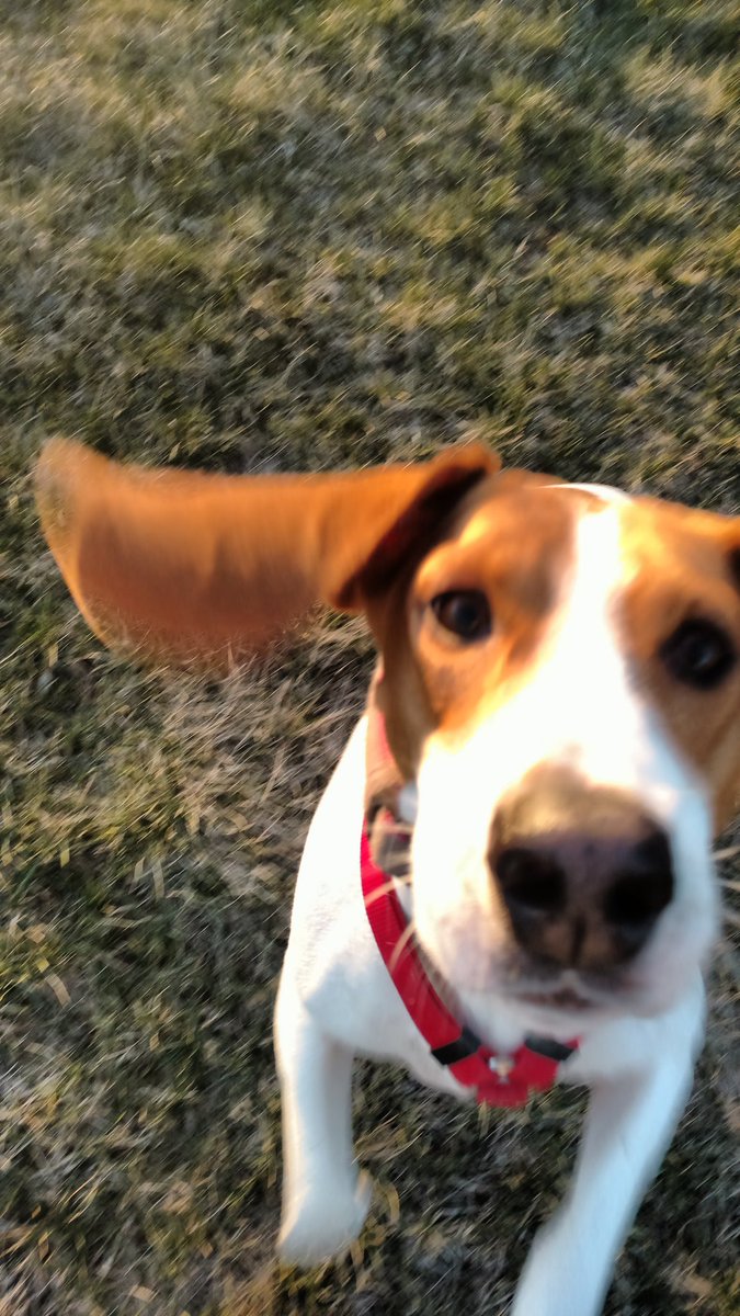 MartinClinch's tweet photo. Closer, closer... Too close!! #treeingwalkerhound #dogsoftwitter https://t.co/UCxvmwWS7x
