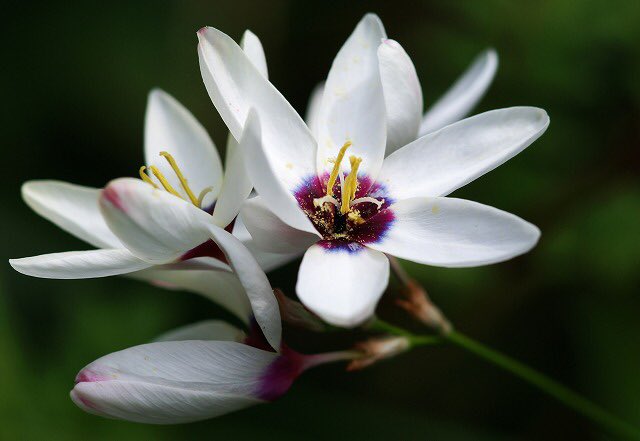 もも おはようございます 3 17誕生花 イキシア 花言葉 気持ちをひとつに 別名槍ズイセン アヤメ科の球根花 小さな花を穂のようにさかせ ミニグラジオラスのようにも見えます 茎や葉を傷つけると粘り気のある汁が出るので ギリシャ語で