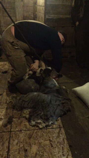 NesFarm's tweet photo. Last one!
#ShearDay #Sheep365 #JacobSheep https://t.co/6GfqNoTi4G