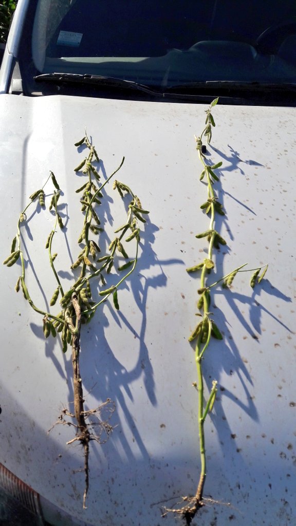 Soja con 70% perdida de nudos en R2 (izq) vs Resiembra del 5 de enero