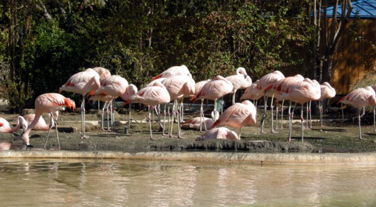 Kids break into a zoo and stone a flamingo to death bit.ly/2mzYhkX https://t.co/ZrHnj8ZpS9