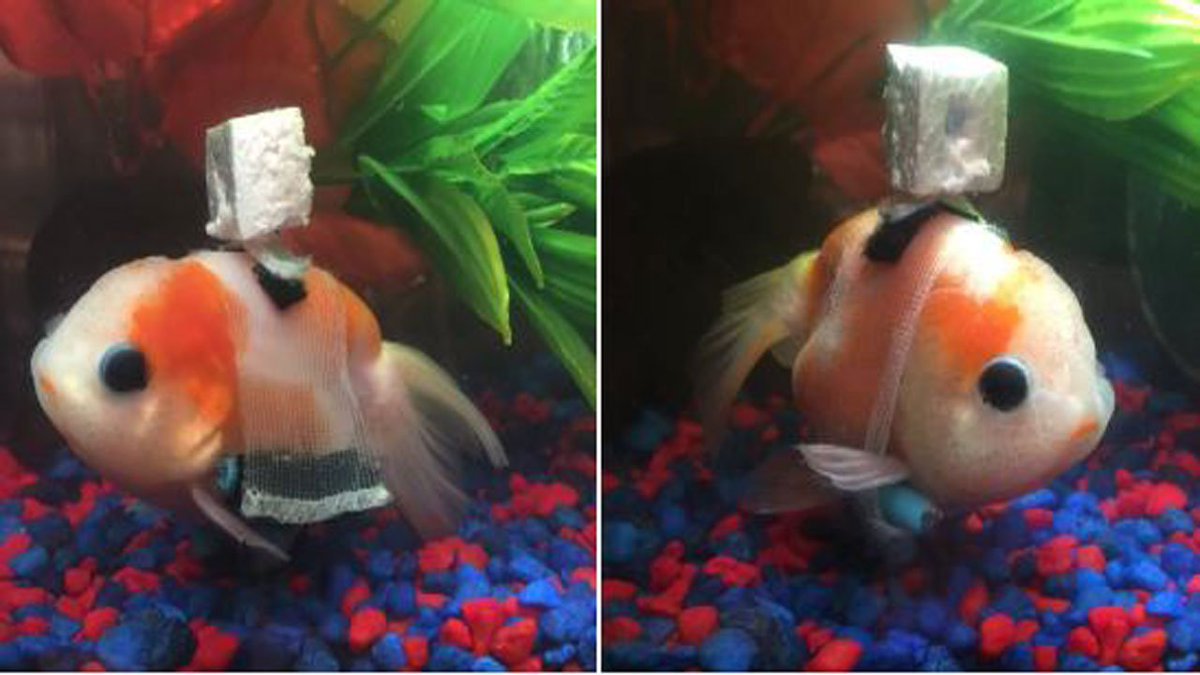 Man makes 'wheelchair' for pet goldfish bit.ly/2mV3XIU https://t.co/s79Mttm4ZX