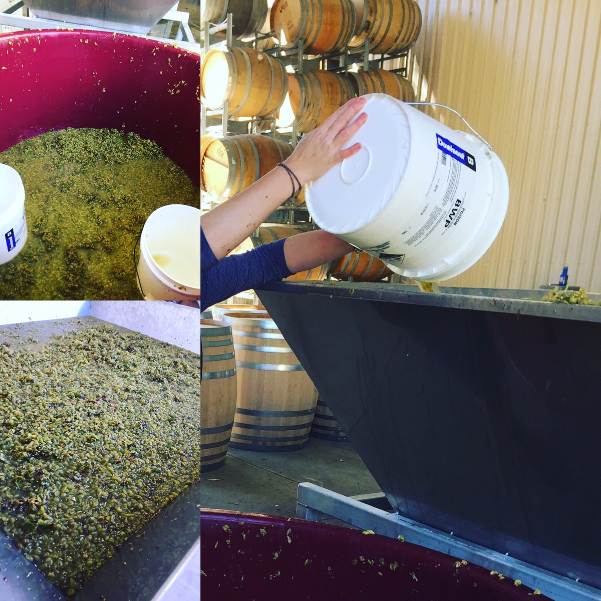 MatriarchRogue's tweet photo. #handpicked #watervale #riesling #footstomped #onskins for #7days now #pressing to #barrels #Excited #notdot https://t.co/4xOwRZkMcy