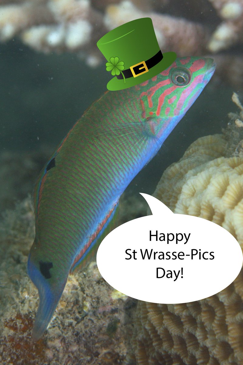 pete_cowman's tweet photo. Happy #StPatricksDay ....or....#StWrassePicsDay! #LáFhéilaPádraigSonaDaoibh! 🇮🇪 https://t.co/xtJsNBcuXC