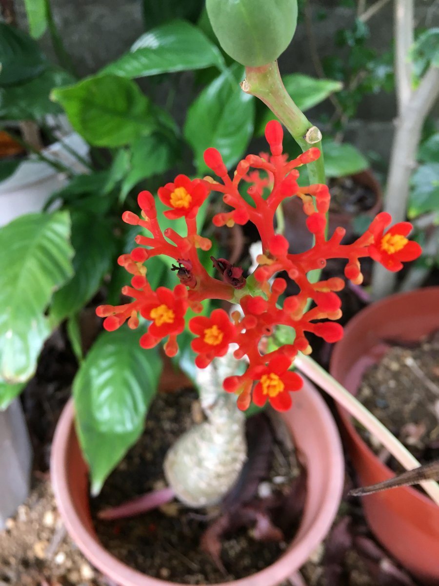 Sumayado Okinawa 沖縄には熱帯特有の珍しい花が多くみられます 通常は海の中にあるサンゴが 陸にもいるかのように思える花と言えばサンゴ花 観葉植物としてもカワイイですね これからは花の季節ですので 外に出かけて 沖縄の春を楽しみましょう