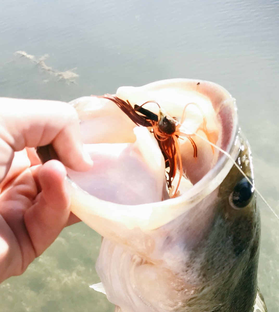 Backwoods_Bass's tweet photo. What's your favorite jig/trailer combos and jig colors? https://t.co/Rm6D8vDWIB